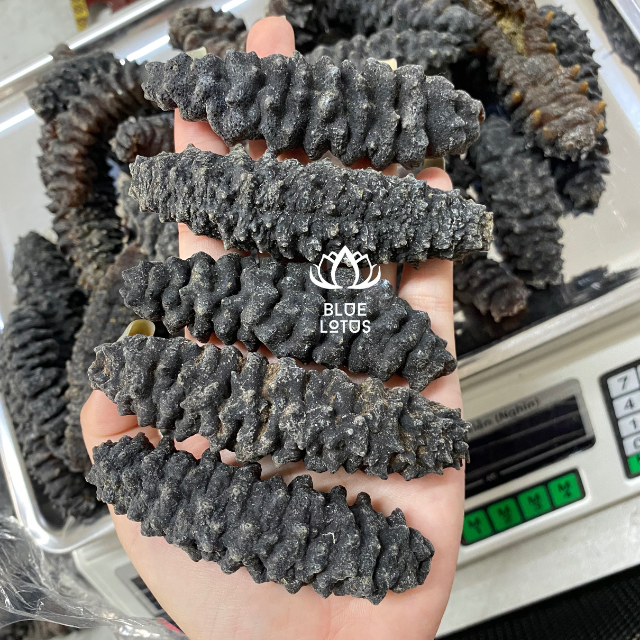 Hot Selling Price DRIED BLACK THORNS SEA CUCUMBER FROM BLUE LOTUS IN BULK +84 961066080 Ms Heidi