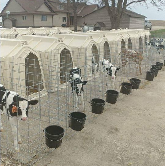 UV-resistance Calf Hutch Housing for Little Cow Breeding