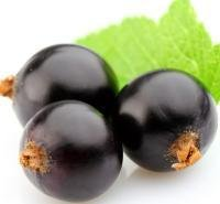 Supply Natural Organic cold pressed Black Currant Seed Oil