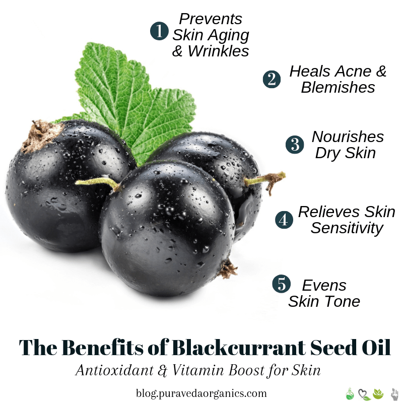 Global Supply Natural Organic cold pressed Black Currant Seed Oil