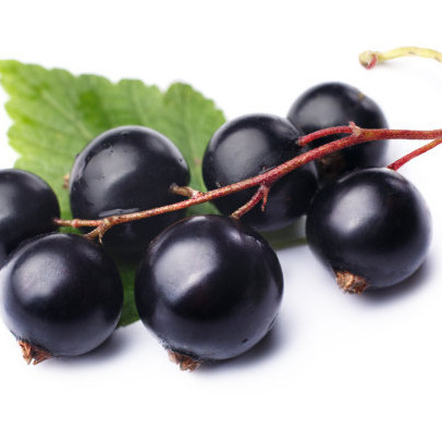 Global Supply Natural Organic cold pressed Black Currant Seed Oil