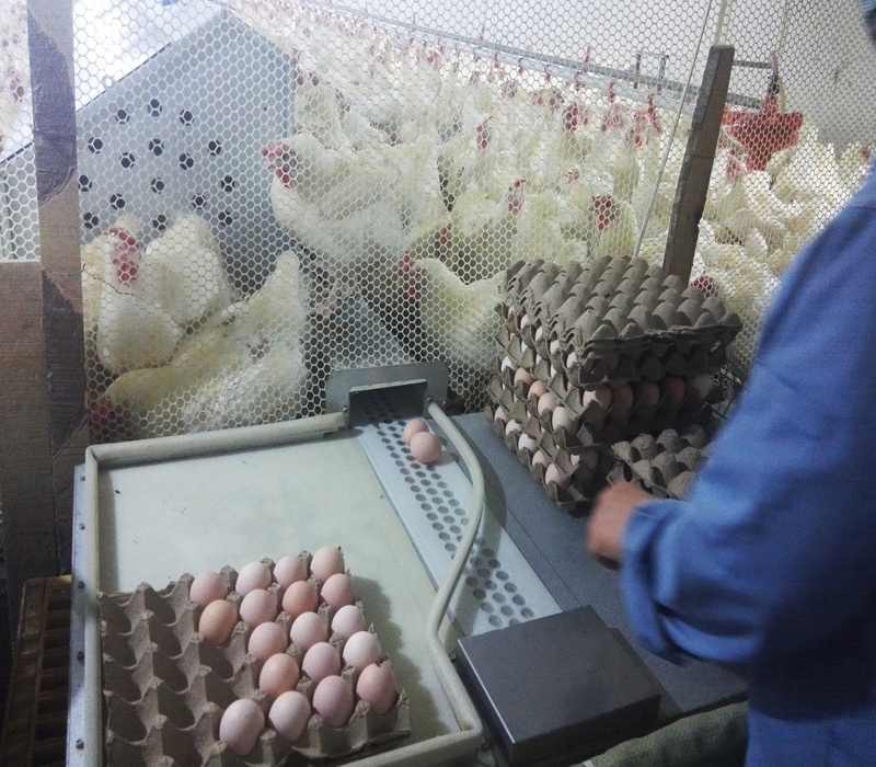 Chicken Egg Laying Box  chicken coop with nesting box Automatic Egg Collection Machine