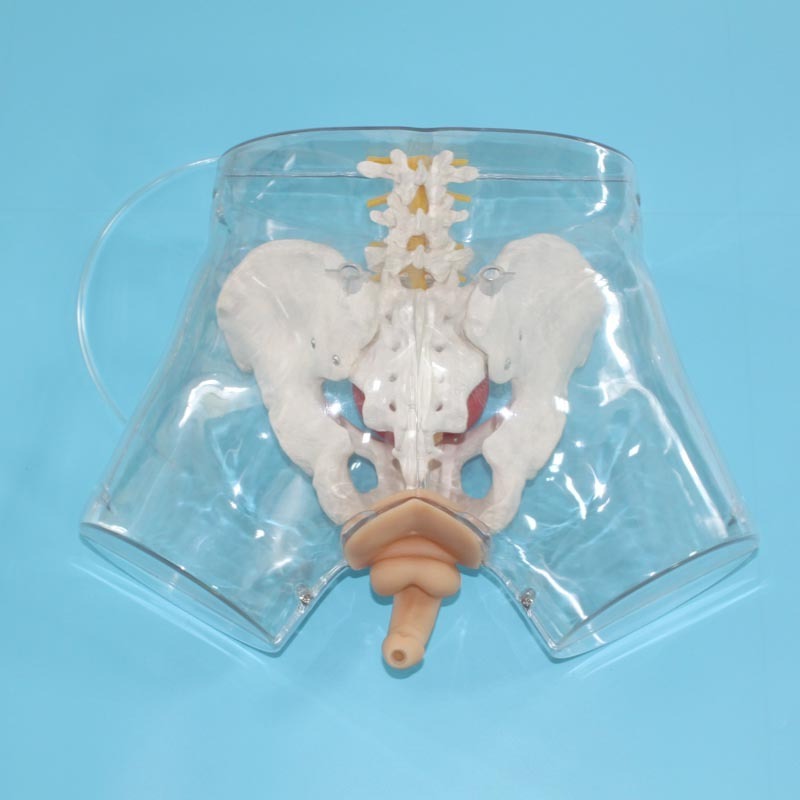 ADA-H3Dmedical science human body simulation male transparent urethral catheterization medical model