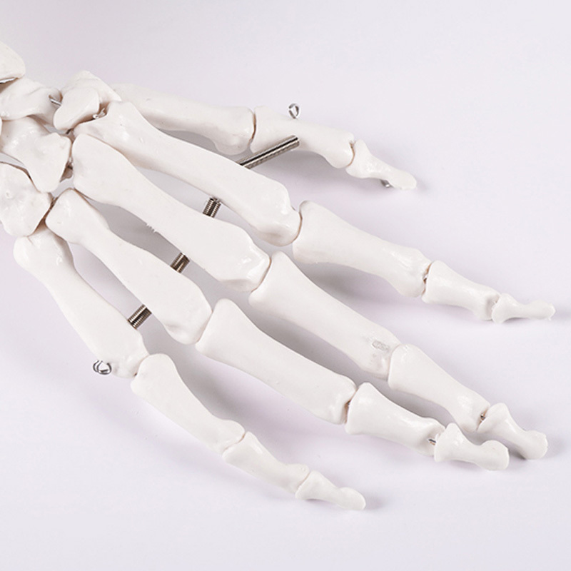 BIX-A1029 Life-size Human hand Joint skeleton model