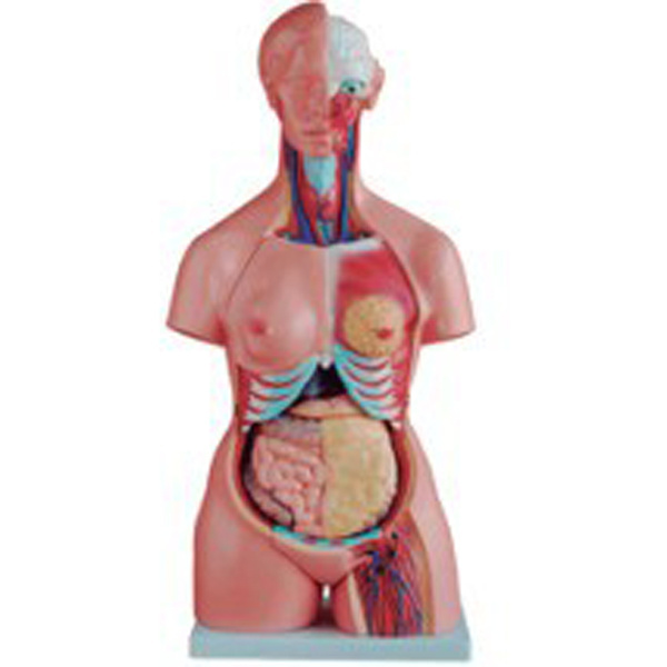 Vivid Nursing Training Medical Science 42cm Anatomy Half Female Mannequins Women Model Pvc Material Human Body Parts Torso Doll