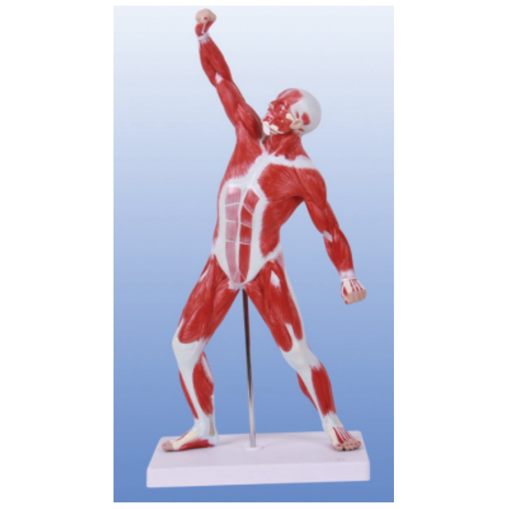 BIX-A1099 high quality and Clear display and look real 50 cm human exercise muscle anatomy model