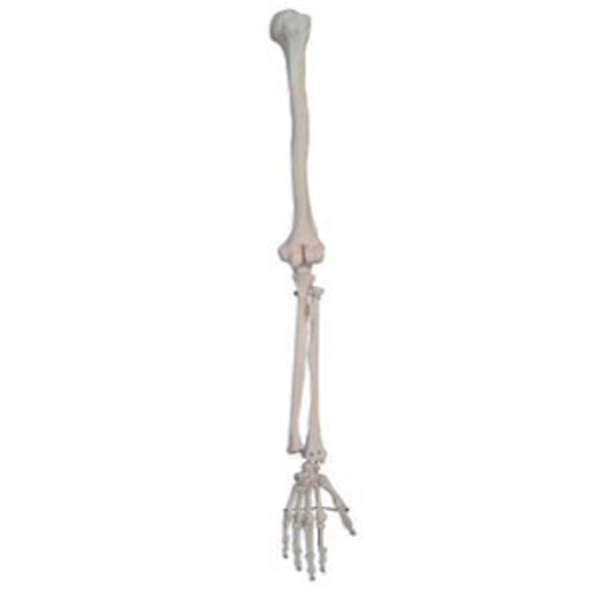 BIX-A1029 Life-size Human hand Joint skeleton model