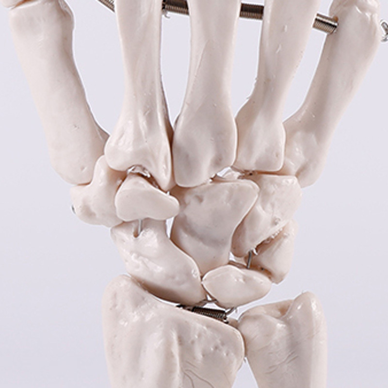 BIX-A1029 Life-size Human hand Joint skeleton model