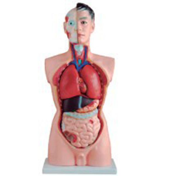 Vivid Nursing Training Medical Science 42cm Anatomy Half Female Mannequins Women Model Pvc Material Human Body Parts Torso Doll