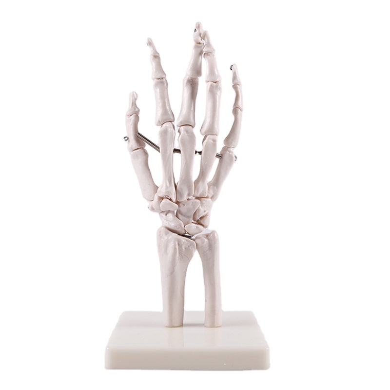 BIX-A1029 Life-size Human hand Joint skeleton model