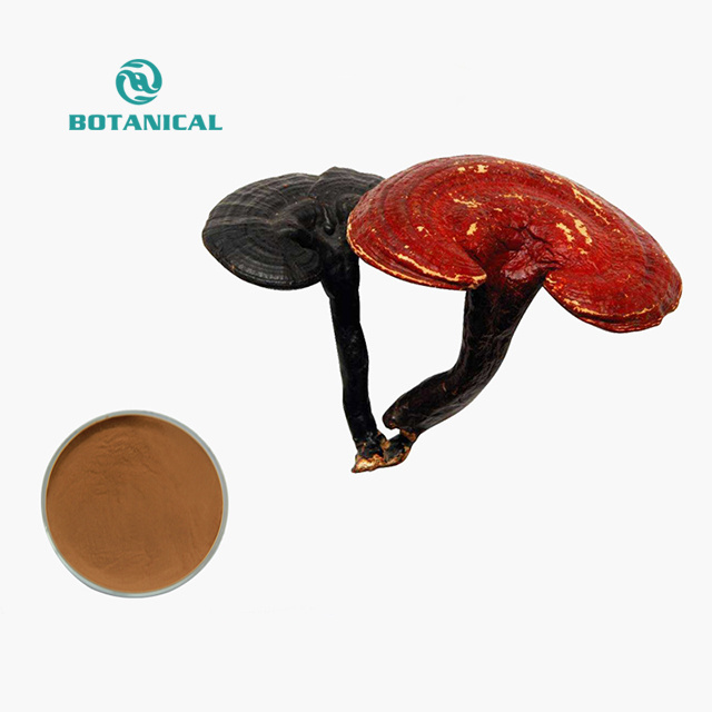 6 in 1 Powerful Mushroom Extract Blend Powder Lions Mane Cordyceps Reishi Chaga Turkey Tail Maitake extract 1kg