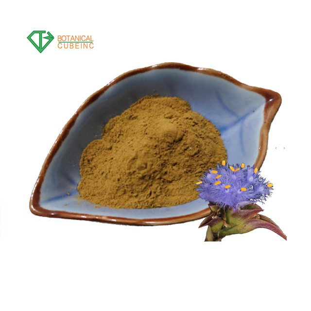 High quality Cyanotis Arachnoidea Extract 60%-98% beta ecdysterone powder