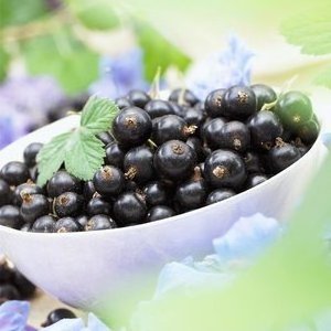 Food Grade Wholesale Bulk Organic Freeze Dried Blackcurrant Black Currant Extract Powder