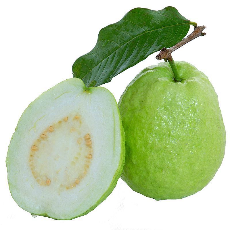 Psidium guajave guava leaf extract juice powder fruit powder guava powder from guayaba