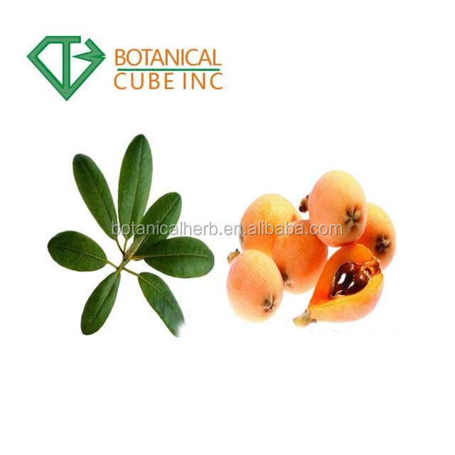 100% Pure Natural Loquat Leaf Extract Powder Ursolic Acid