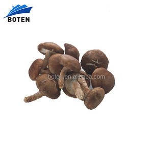 Nutritional Supplement Shitake Mushroom Extract Powder Capsules