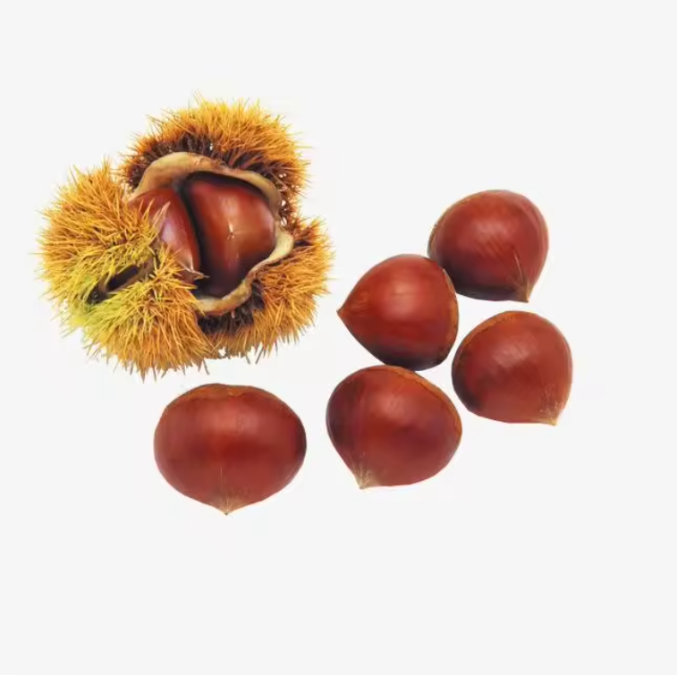 Aesculus Hippocastanum Extract 20%-98% Aescin Powder Horse Chestnut Extract powder