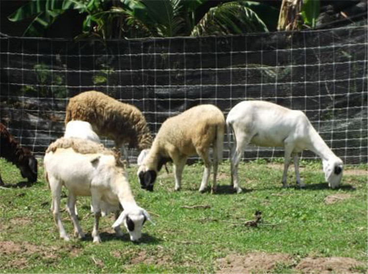 Height Grassland Livestock Field Wire Mesh Cattle Fence Cattle Yard Cattle Panel