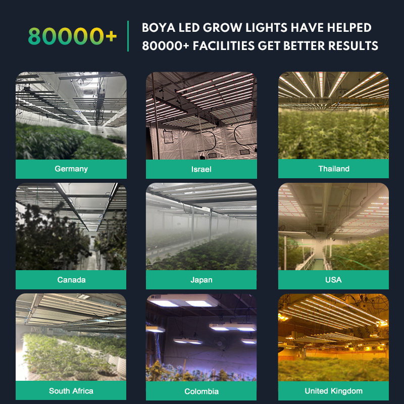 Boya full spectrum LM301B LM301H EVO 600w 640w 650w 6 8 bars indoor medical plant growth lamp foldable led grow light