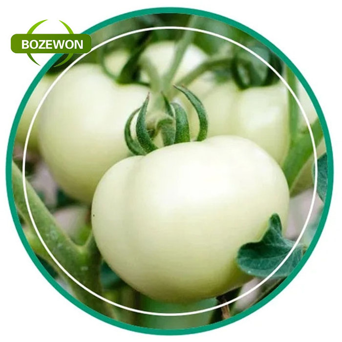 white Tomato Extract Powder 10:1