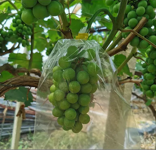 Mango Fruit Protection Bags Grape Protect Growing Paper Bag Factory Agriculture Heat Seal Wax Coated Paper Fruit Bag