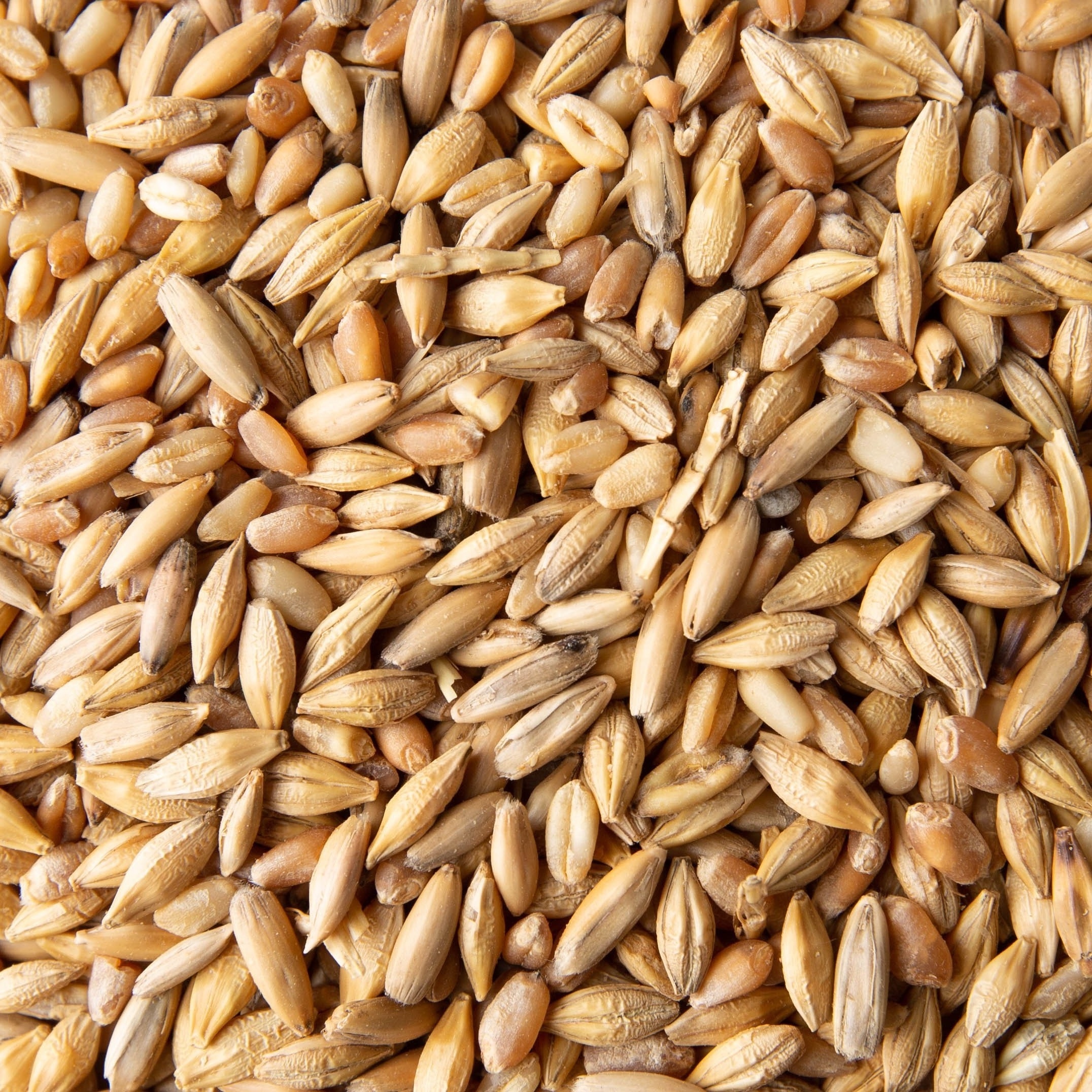 Barley for Malt, Barley Feed, Malted Barley Animal feed Pearl Barley/Barley grain