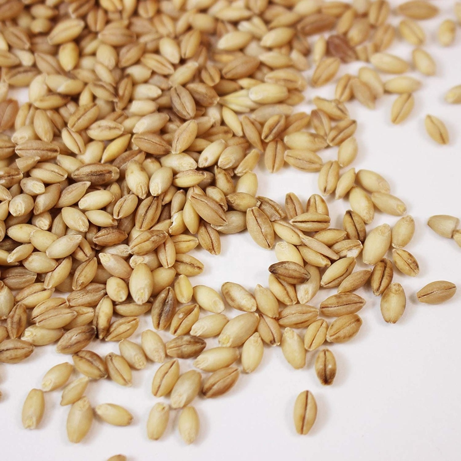 Barley for Malt, Barley Feed, Malted Barley Animal feed Pearl Barley/Barley grain