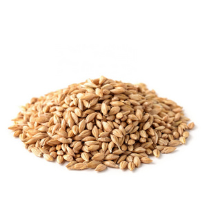 Barley for Malt, Barley Feed, Malted Barley Animal feed Pearl Barley/Barley grain