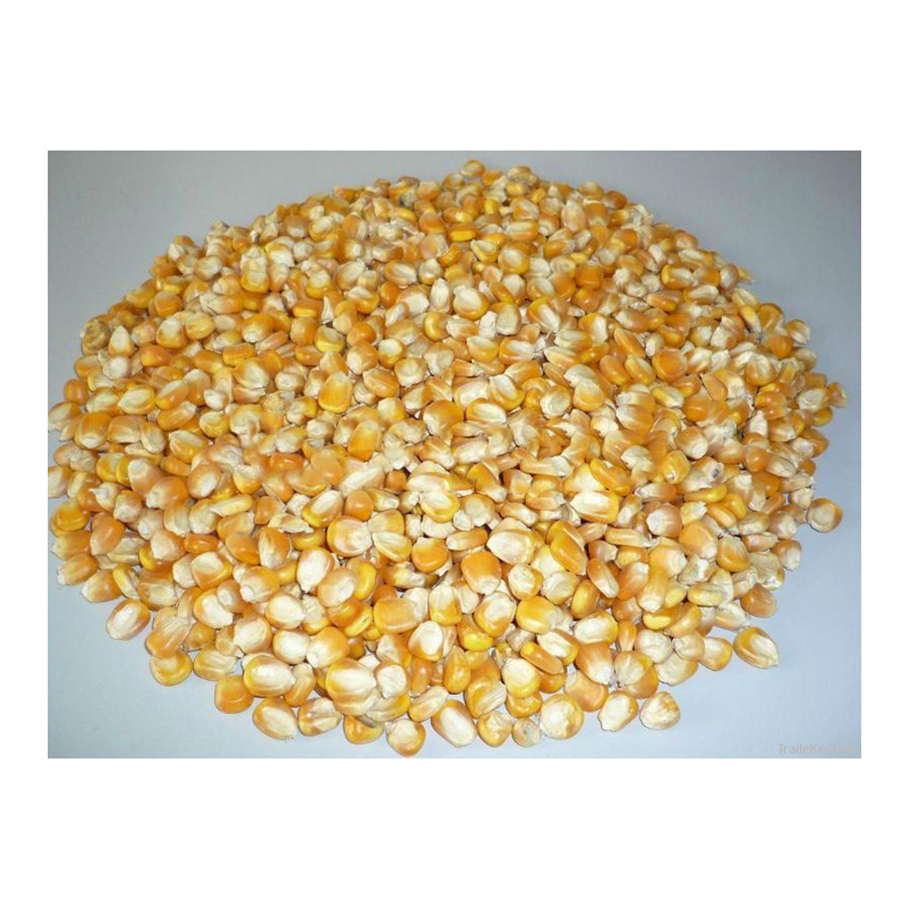 New Crop Brazil Sweet Corn Yellow Corn At Very Good Rates