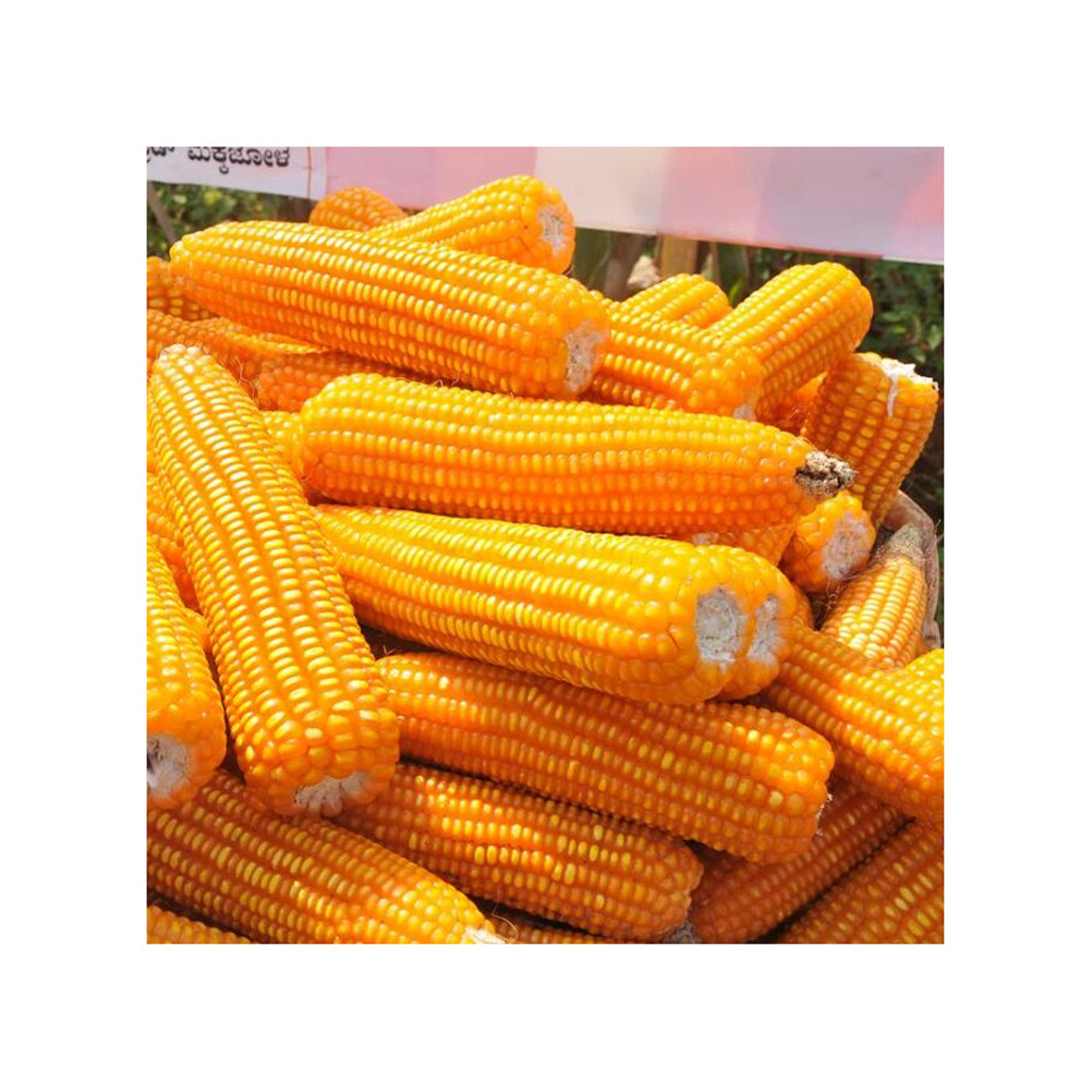 New Crop Brazil Sweet Corn Yellow Corn At Very Good Rates