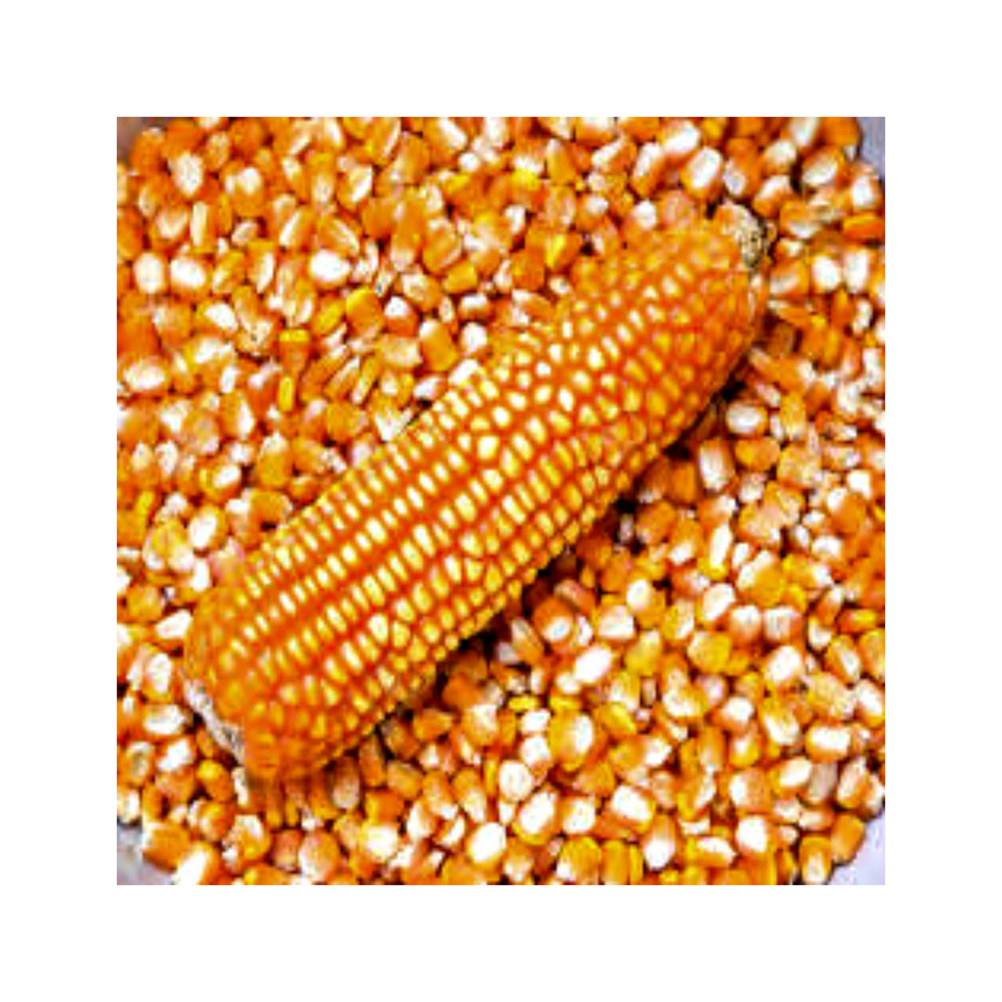 New Crop Brazil Sweet Corn Yellow Corn At Very Good Rates