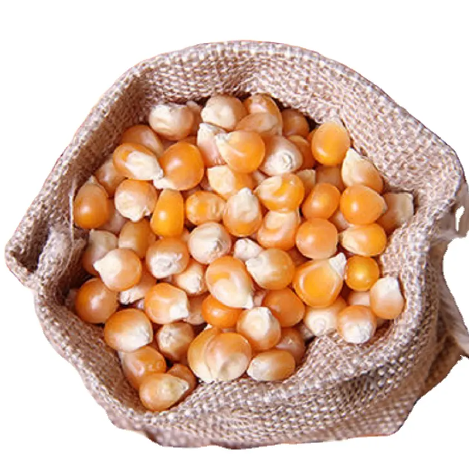 Best Quality Hot sale Organic Yellow And White Sweet Corn Seed Suppliers Yellow Maize Corn Yellow Corn