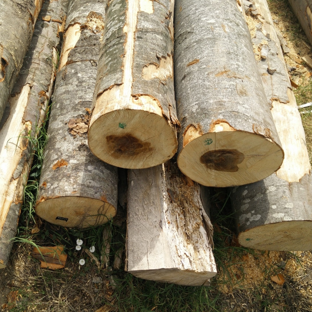 Quality Timber Logs Teak Wood Ipe Logs etc/ Oak Wood Logs / Teak Wood - Round Logs, Sawn Timber Logs