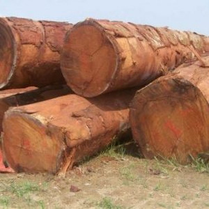 Quality Timber Logs Teak Wood Ipe Logs etc/ Oak Wood Logs / Teak Wood - Round Logs, Sawn Timber Logs