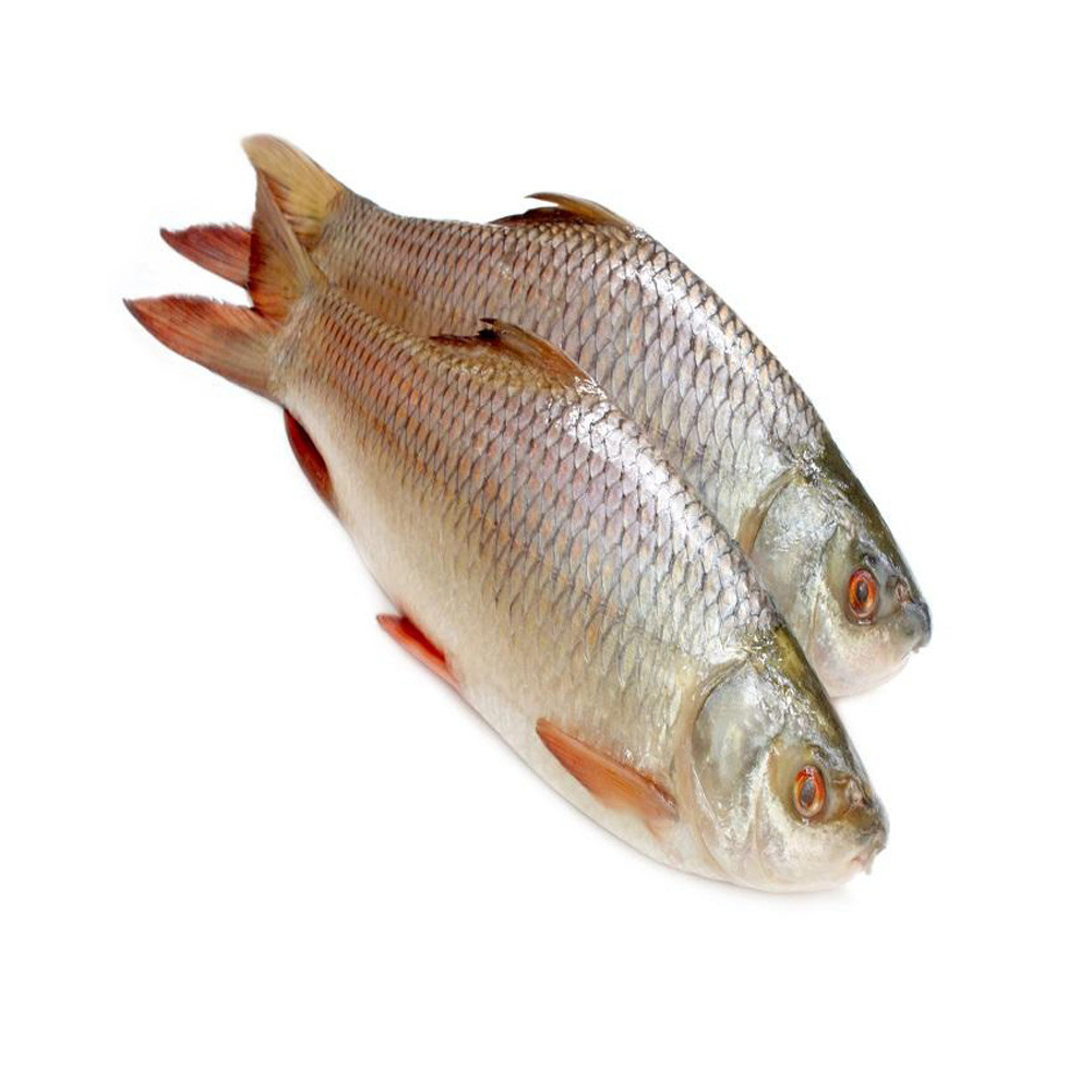 Fresh Frozen Whole Rohu Fish Best Price