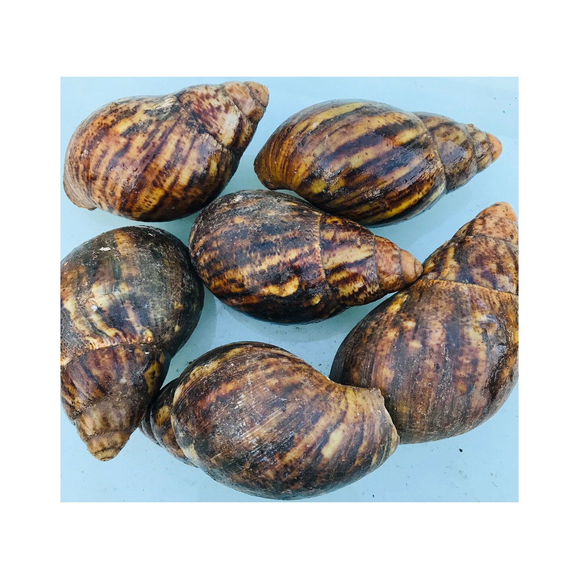 Dried African Giant Land Snails Meat for sale in good price