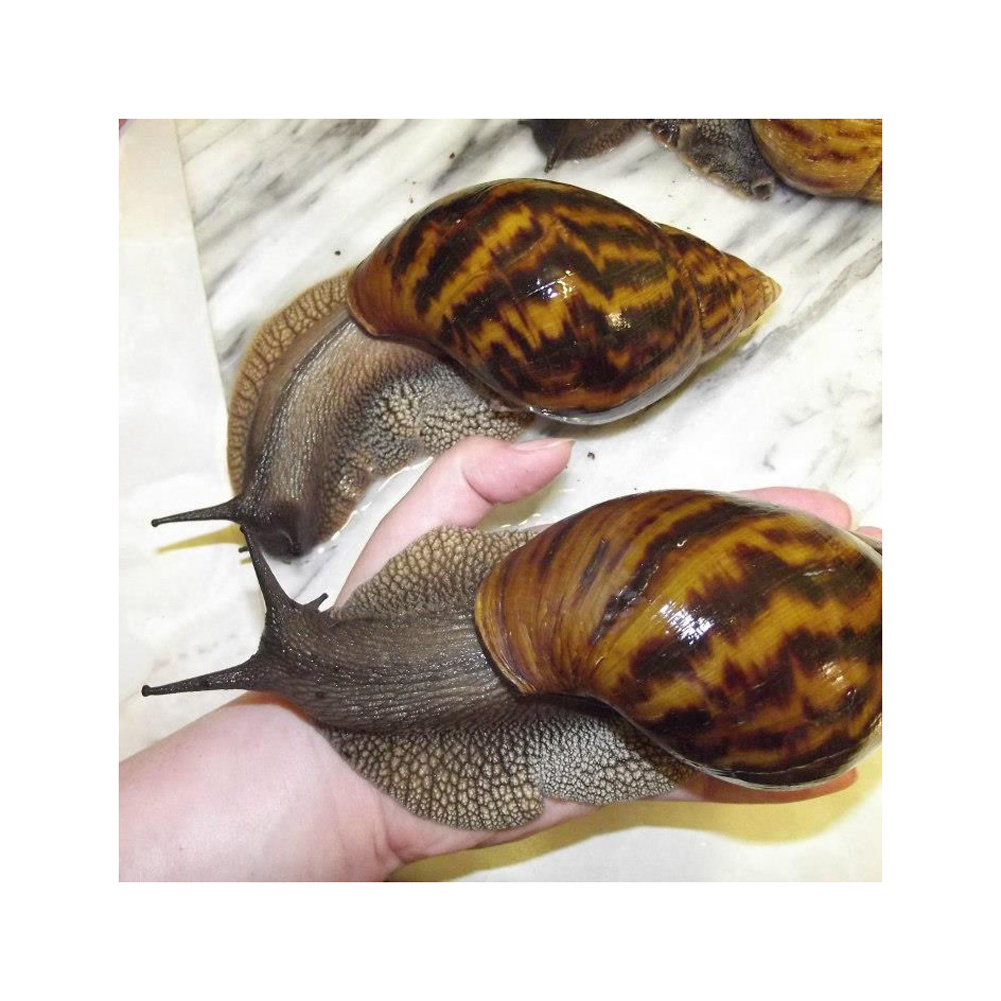 Dried African Giant Land Snails Meat for sale in good price