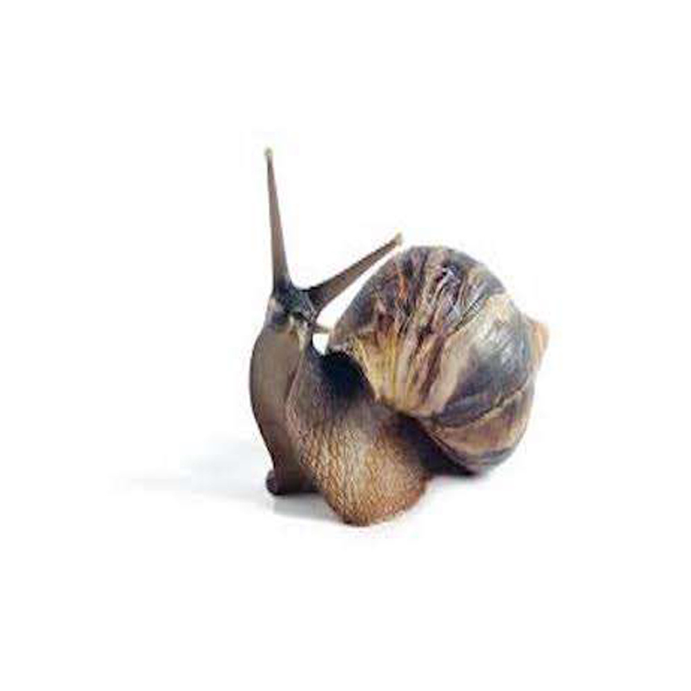 Frozen Snails Dried African Giant Land Snails Meat