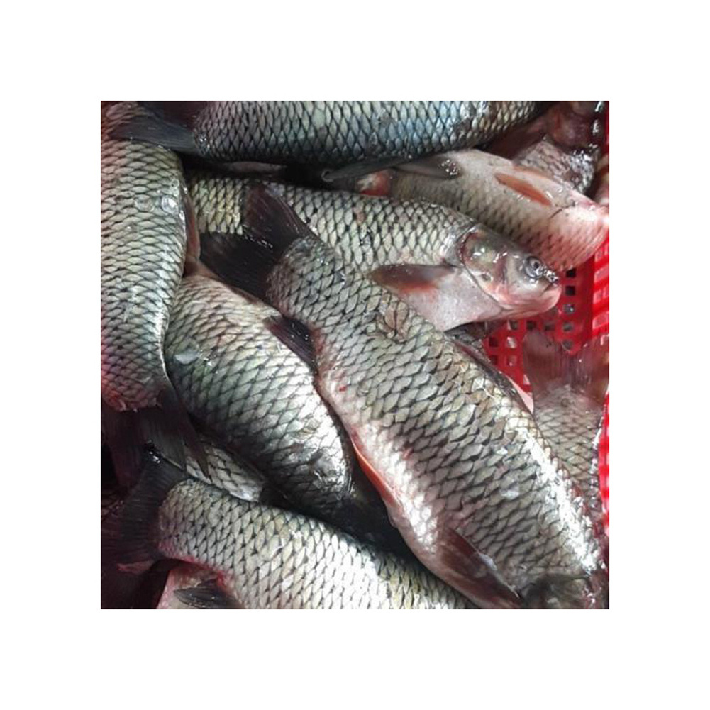 FROZEN ROHU FISH WHOLE / ROHU FISH