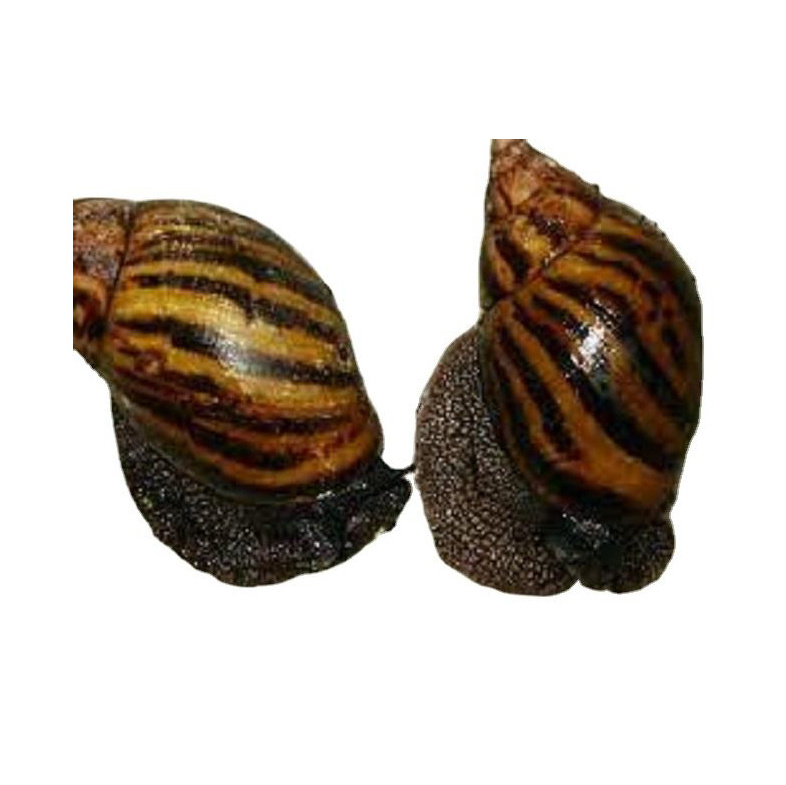 Dried African Giant Land Snails Meat for sale in good price