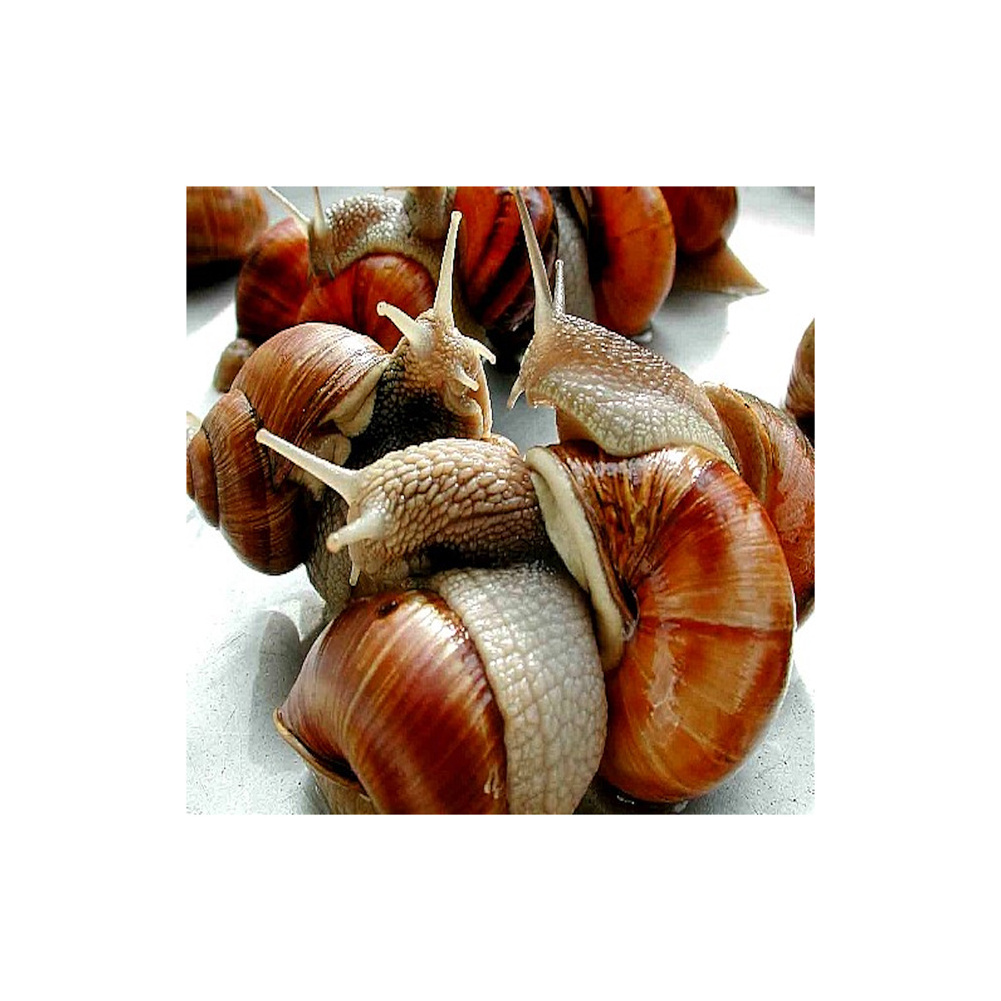 Frozen Snails Dried African Giant Land Snails Meat