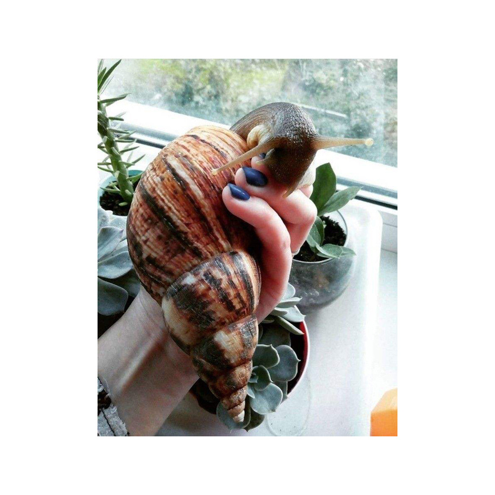 Cheapest price arrival Fresh African Giant Snails/Processed ,Frozen,Dried & Alive Snails