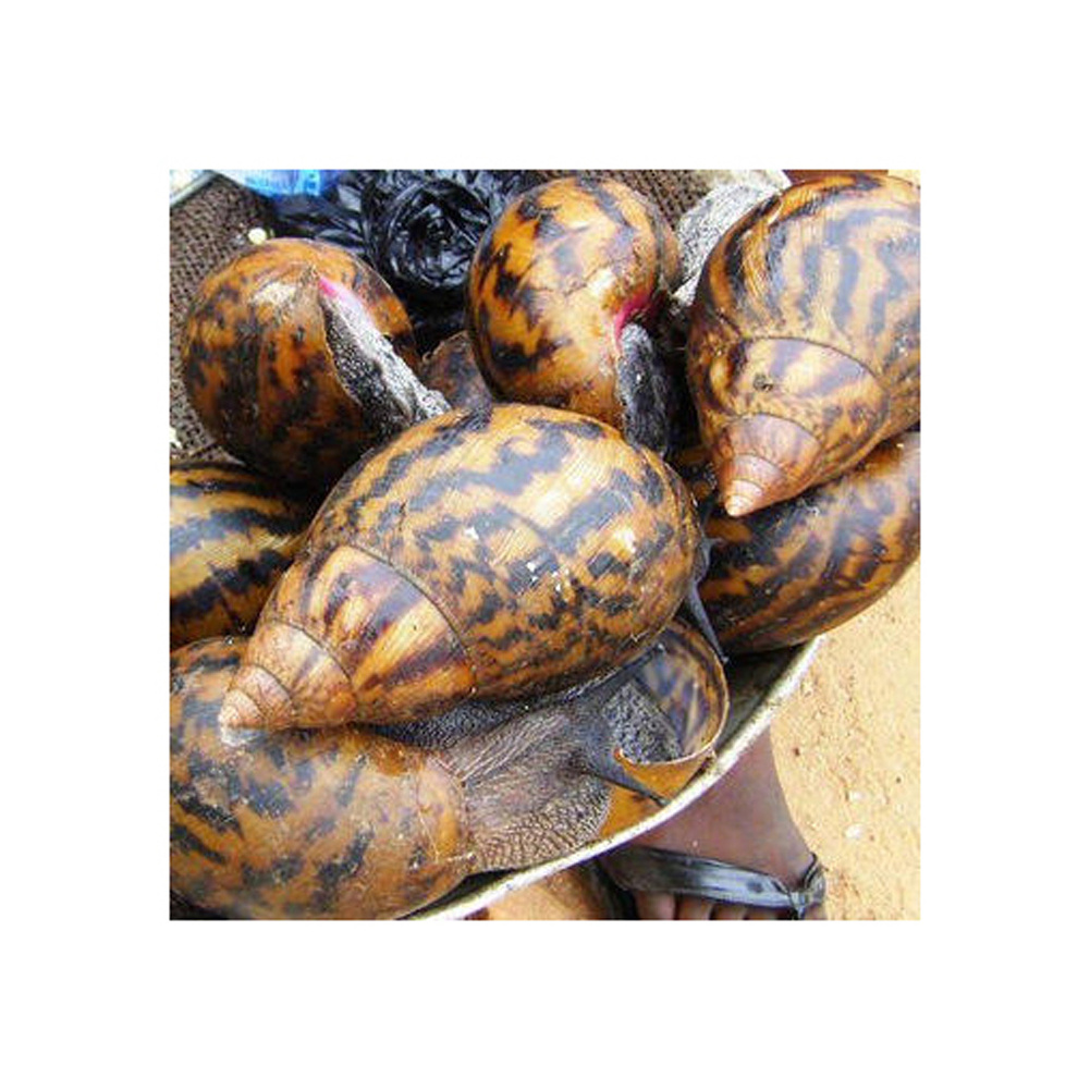 Cheapest price arrival Fresh African Giant Snails/Processed ,Frozen,Dried & Alive Snails