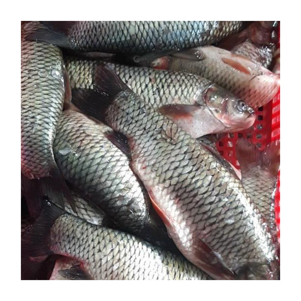 Fresh Quality Rohu Fish for sale in good price