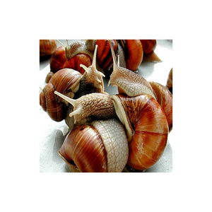 Fresh African Giant Snails/Processed ,Frozen, Dried & Alive Snails