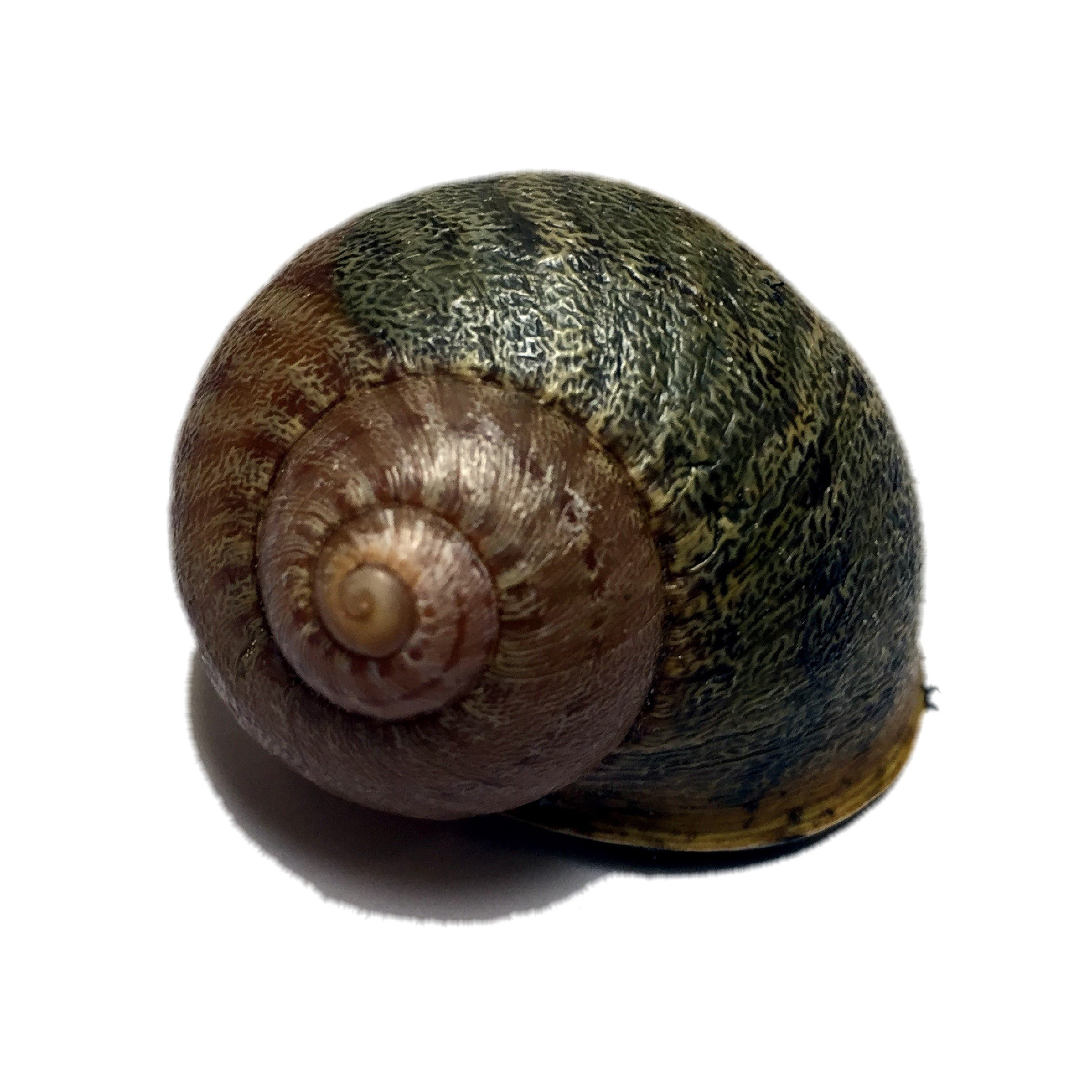 Cheapest price arrival Fresh African Giant Snails for sale