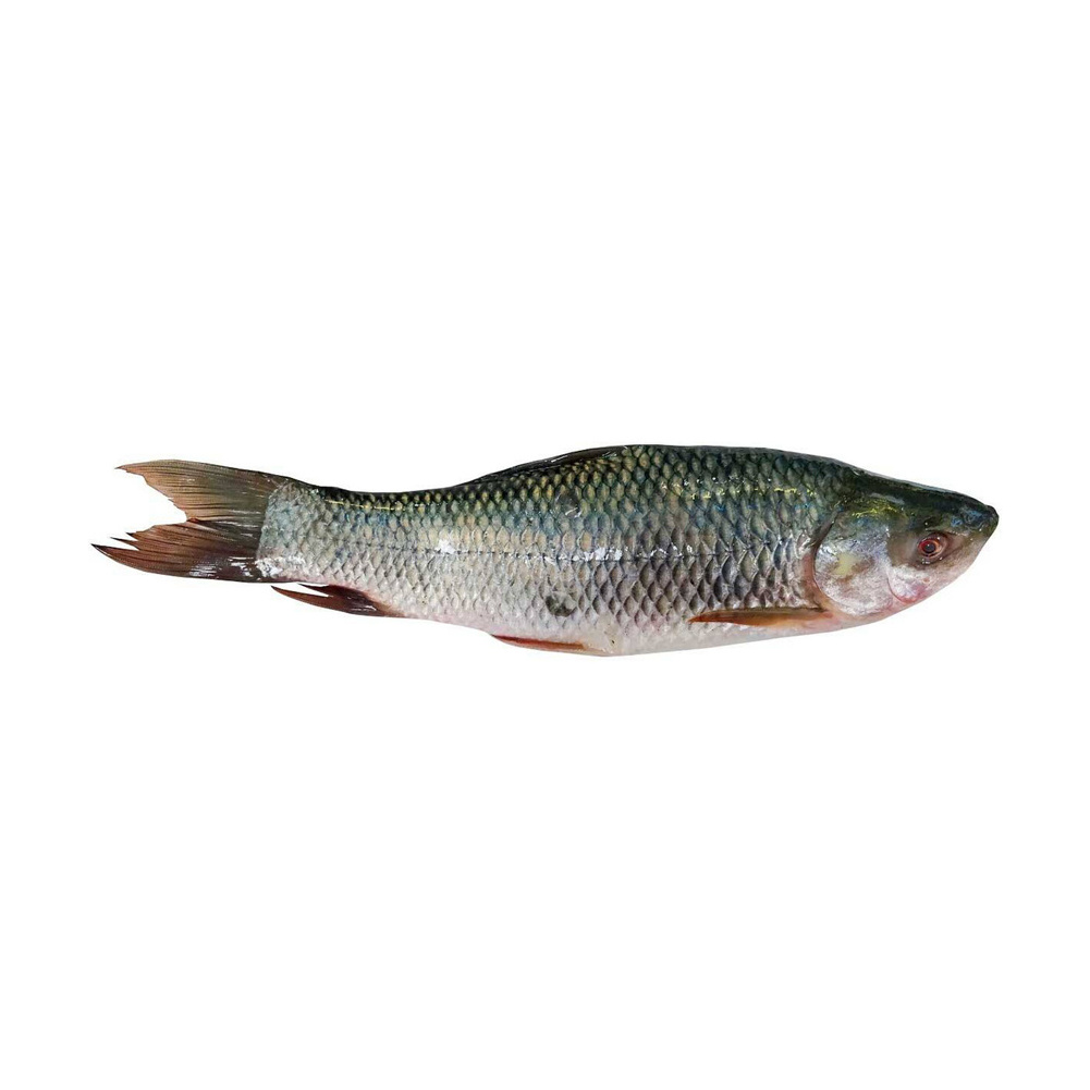 High Quality Fresh Frozen Whole Rohu Fish Best Price