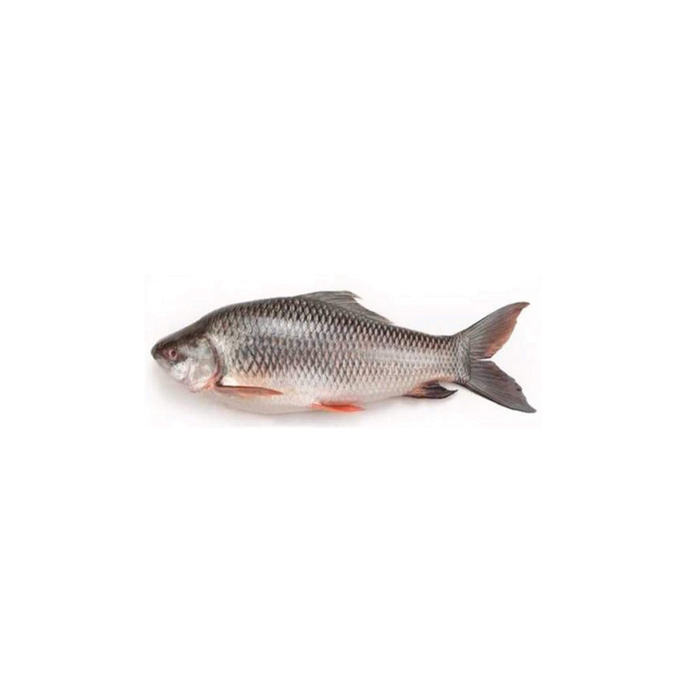 Fresh Quality Rohu Fish for sale in good price