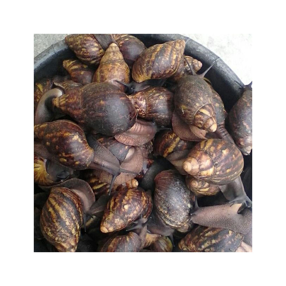 Frozen Snails Dried African Giant Land Snails Meat