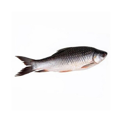 Fresh Frozen Whole Rohu Fish Best Price